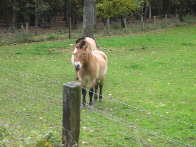 Saint-Michel - Borzée 2007